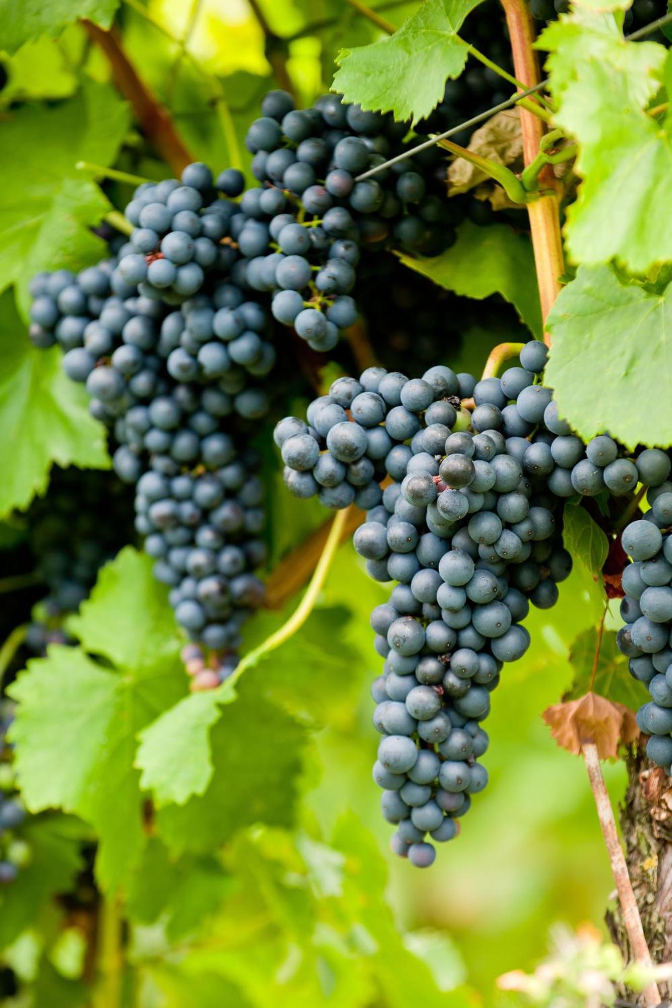 Wein- Und Sektgut Markus Hensler Briedel Εξωτερικό φωτογραφία