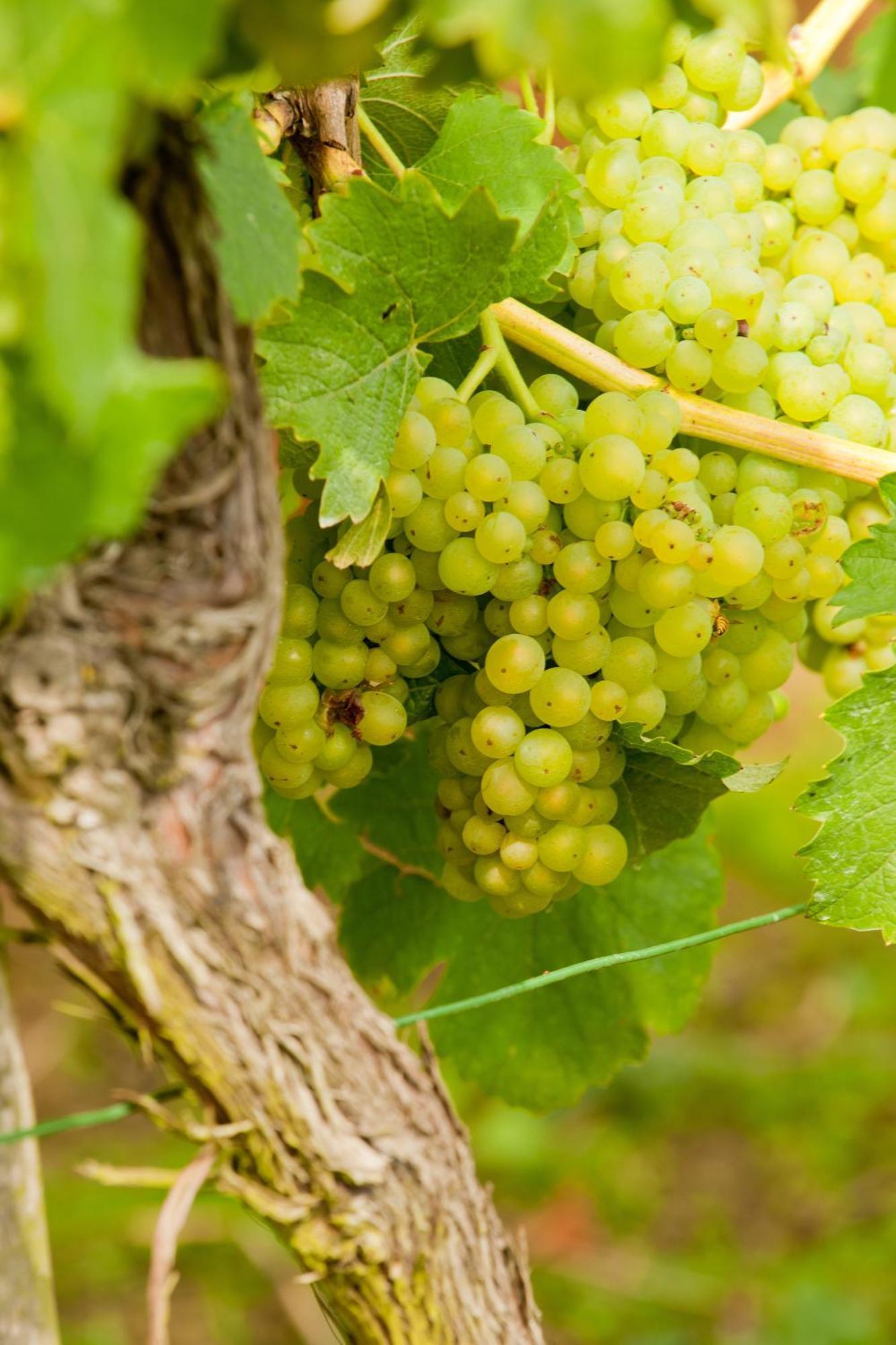 Wein- Und Sektgut Markus Hensler Briedel Εξωτερικό φωτογραφία